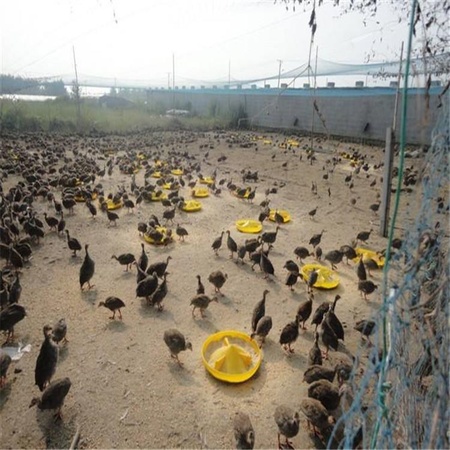 大量供应特种养殖珍禽动物 白孔雀价格 蓝孔雀养殖场