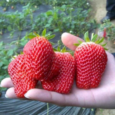 哪里有卖法兰地草莓苗 法兰地草莓苗价格是多少 法兰地草莓苗适宜种植地区