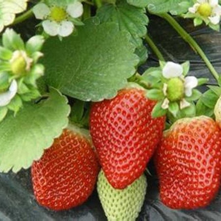 全明星草莓苗苗圃基地 全明星草莓苗多少钱一棵 全明星草莓苗什么时间种植
