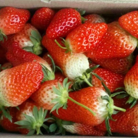 草莓苗销售 草莓苗批发价格 草莓苗批发基地