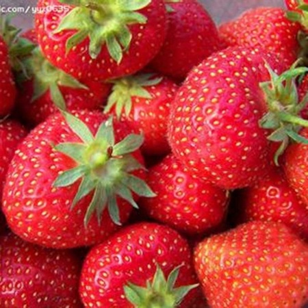 甜查理草莓苗苗圃基地 甜查理草莓苗多少钱一株 甜查理草莓苗什么时间种植