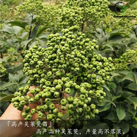 吴茱萸苗种植技术