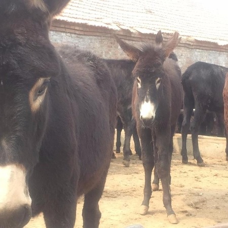 德州驴肉  三粉驴 长期供应 成长率高 肉驴苗出售