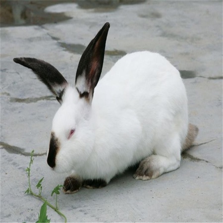 厂家供应伊拉兔价格 伊拉兔肉兔价格伊拉兔种兔养殖